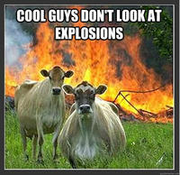 Evil Cows