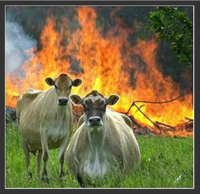 Evil Cows