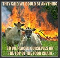 Evil Cows