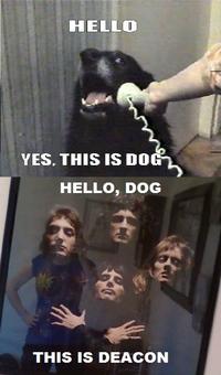 Yes, This is Dog