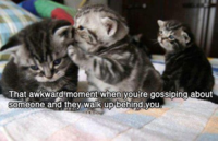 LOLcats