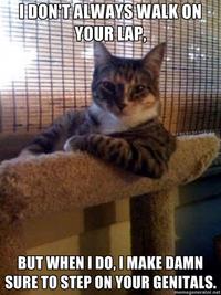 The Most Interesting Cat in the World