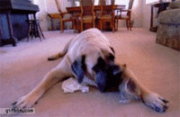 Dogs
