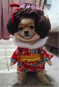 Dogs