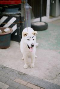Dogs