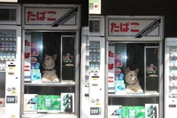 Dogs