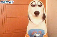 Dogs