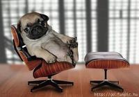 Dogs