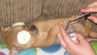 Dogs