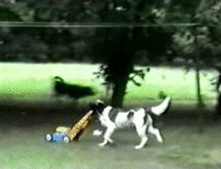 Dogs