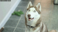 Dogs