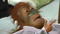 Dying Orangutan