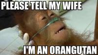 Dying Orangutan
