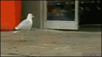 Like A Boss