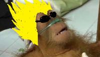 Dying Orangutan