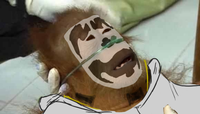 Dying Orangutan