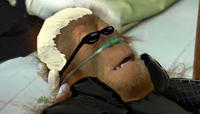 Dying Orangutan