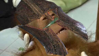 Dying Orangutan