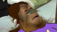 Dying Orangutan