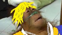 Dying Orangutan