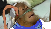 Dying Orangutan