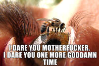 Image Macros