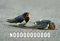 Image Macros