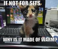 Cuteness Overload