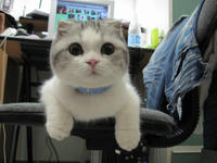 Cats