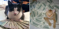 CashCats