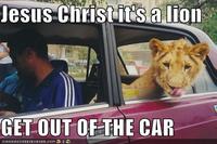 Jesus Christ It's a Lion Get In The Car!