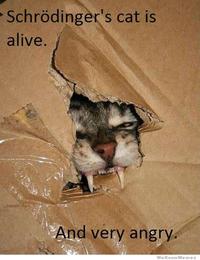 Schrodinger's Cat