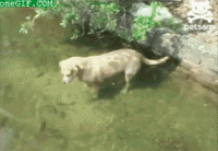 Dogs