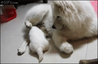 Dogs