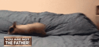21b