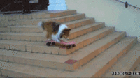 Dogs