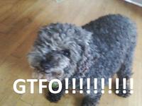 GTFO