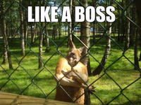 Like A Boss