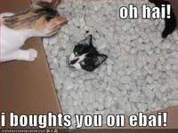 LOLcats
