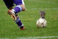 LOLcats