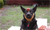 Perfectly Timed Photos