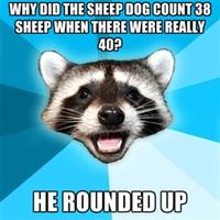 Lame Pun Coon