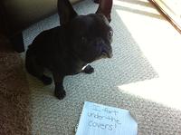 Dogshaming