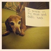 Dogshaming
