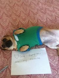 Dogshaming
