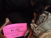 Dogshaming