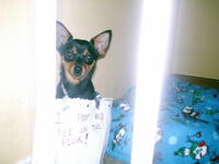 Dogshaming