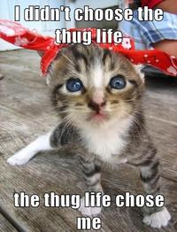 I Didn't Choose The Thug Life, The Thug Life Chose Me
