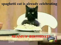 Spaghetti Cat