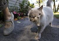 Cats